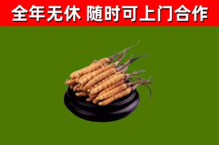 宜昌回收冬虫夏草